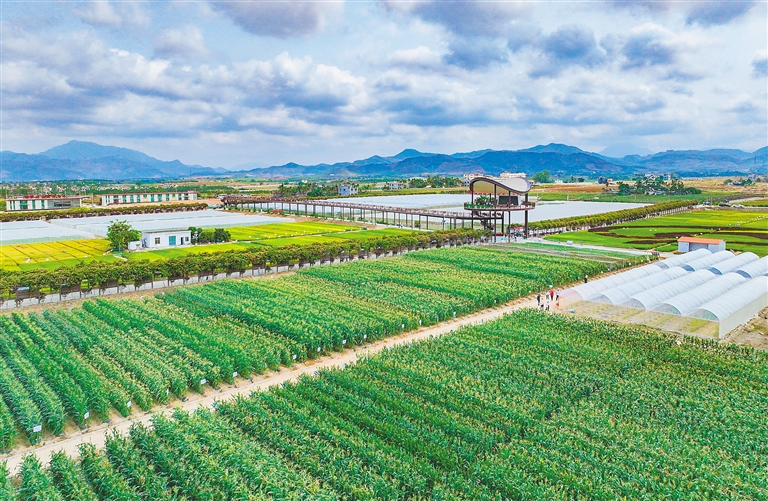 海墾集團堅持“項目為王”，多舉措推進產業升級與墾地融合