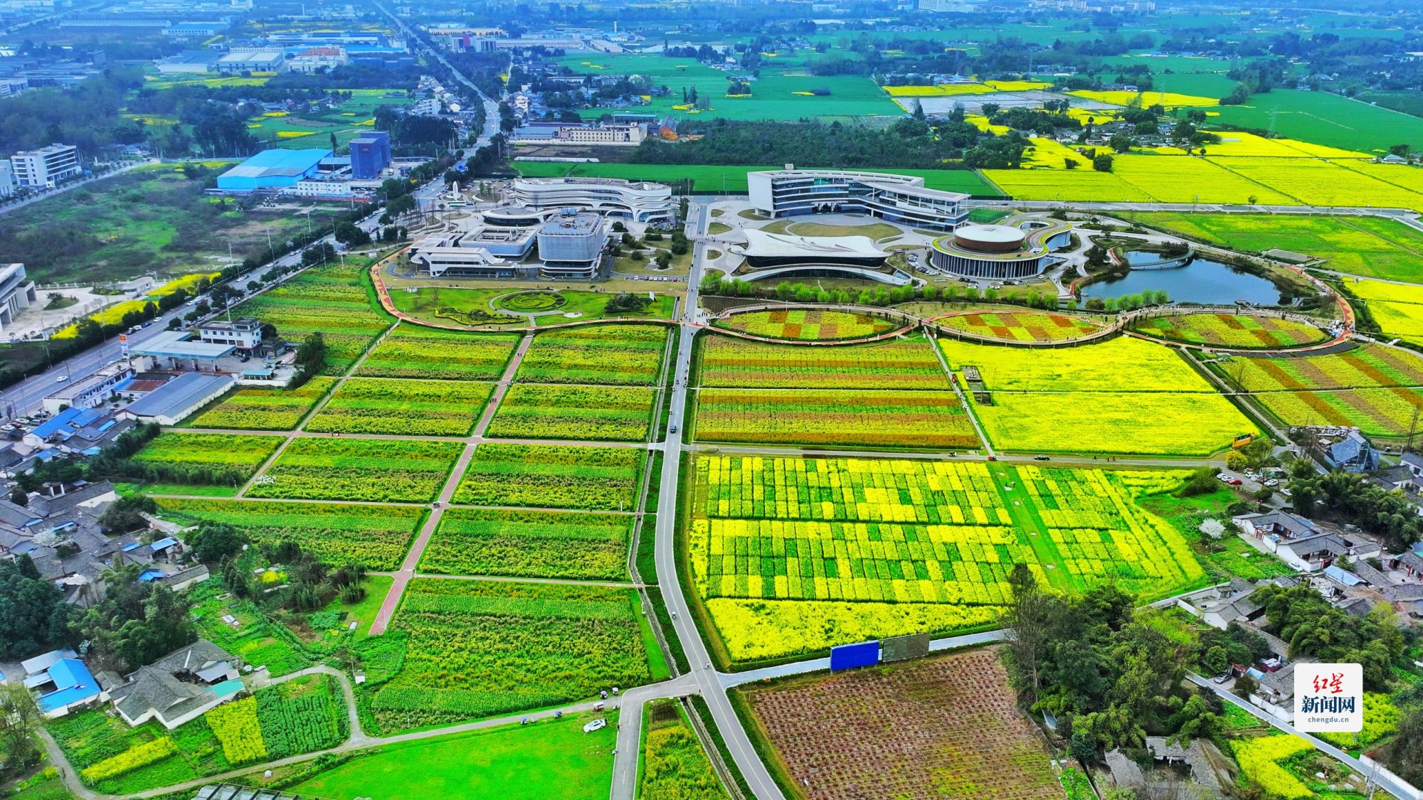 科技賦能種業，天府油菜花綻放春日新體驗