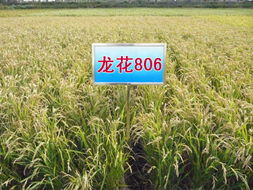 佳木斯科潤種業 一站式農資服務，助力農業豐收
